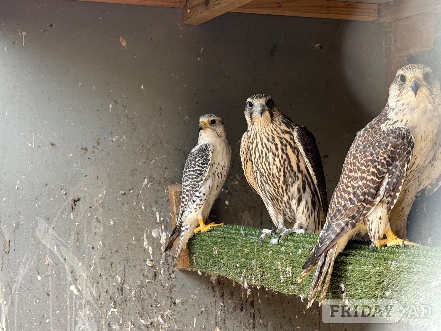 Gyr/sakers 7/8 this year’s