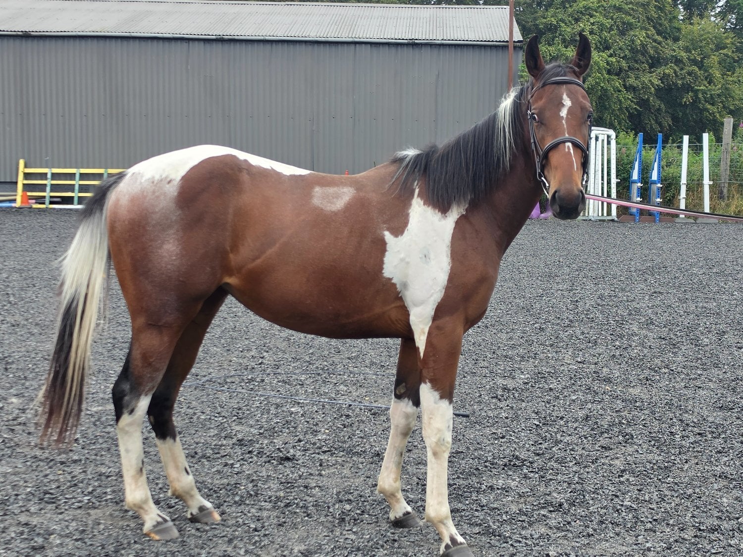 "Bella" Tri-Coloured Mare Coloured