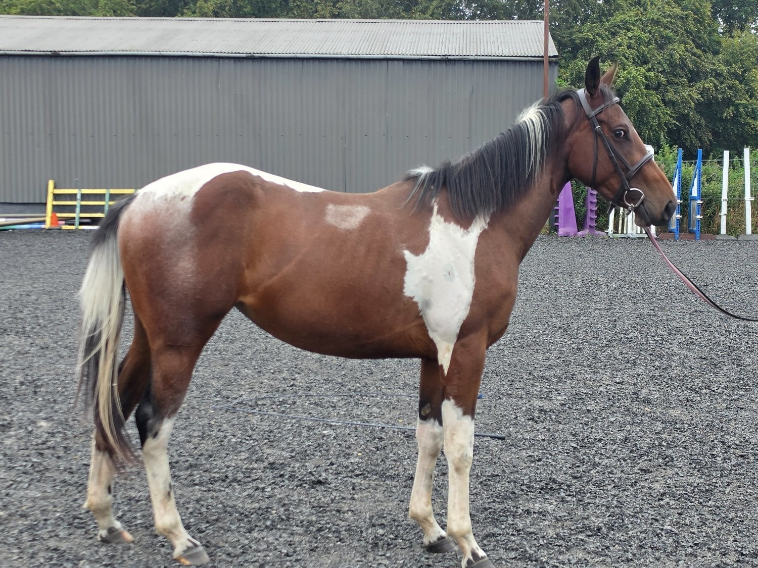 Shotts "Bella" Tri-Coloured Mare Coloured