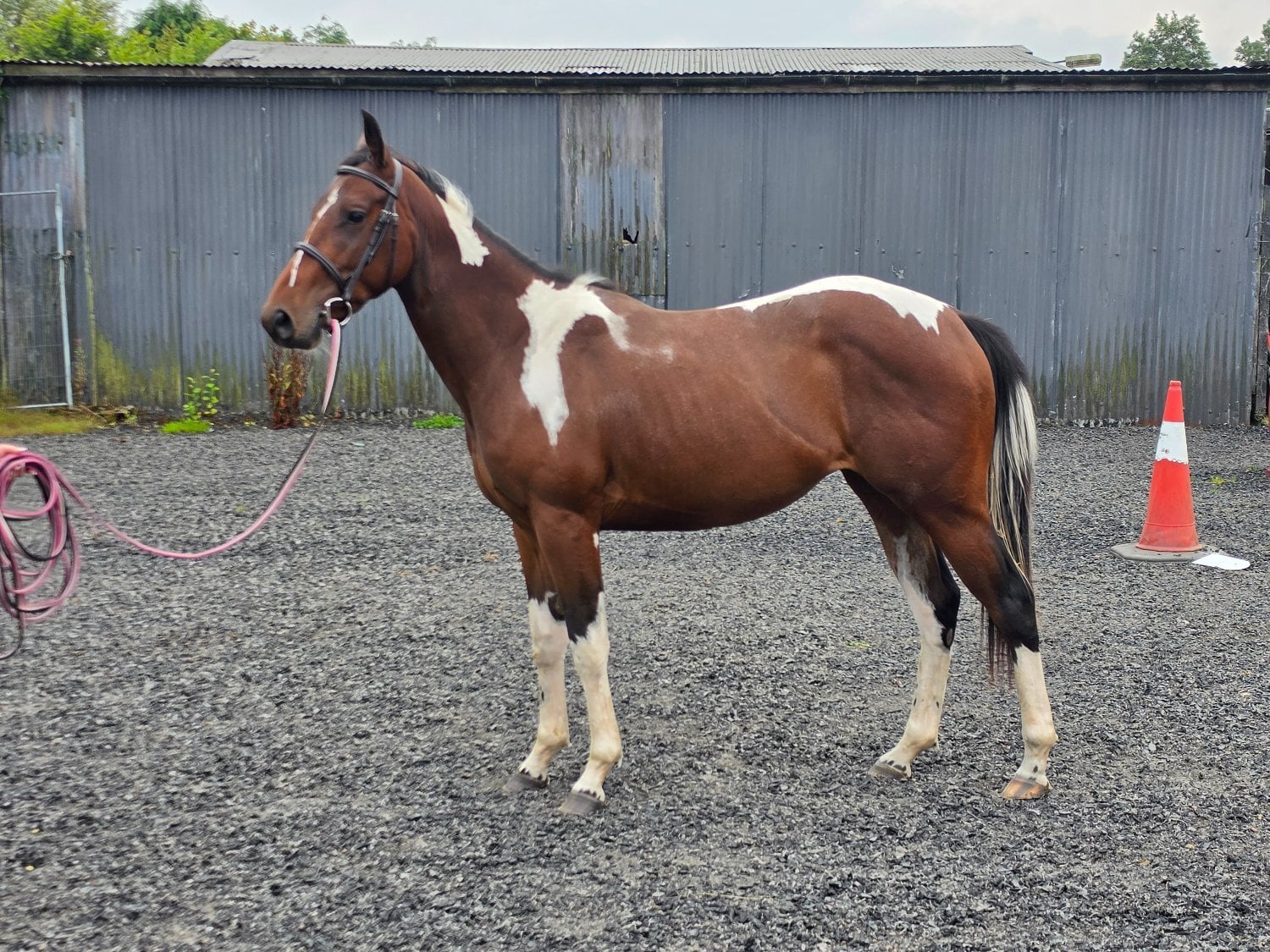"Bella" Tri-Coloured Mare Coloured - Horses in Shotts