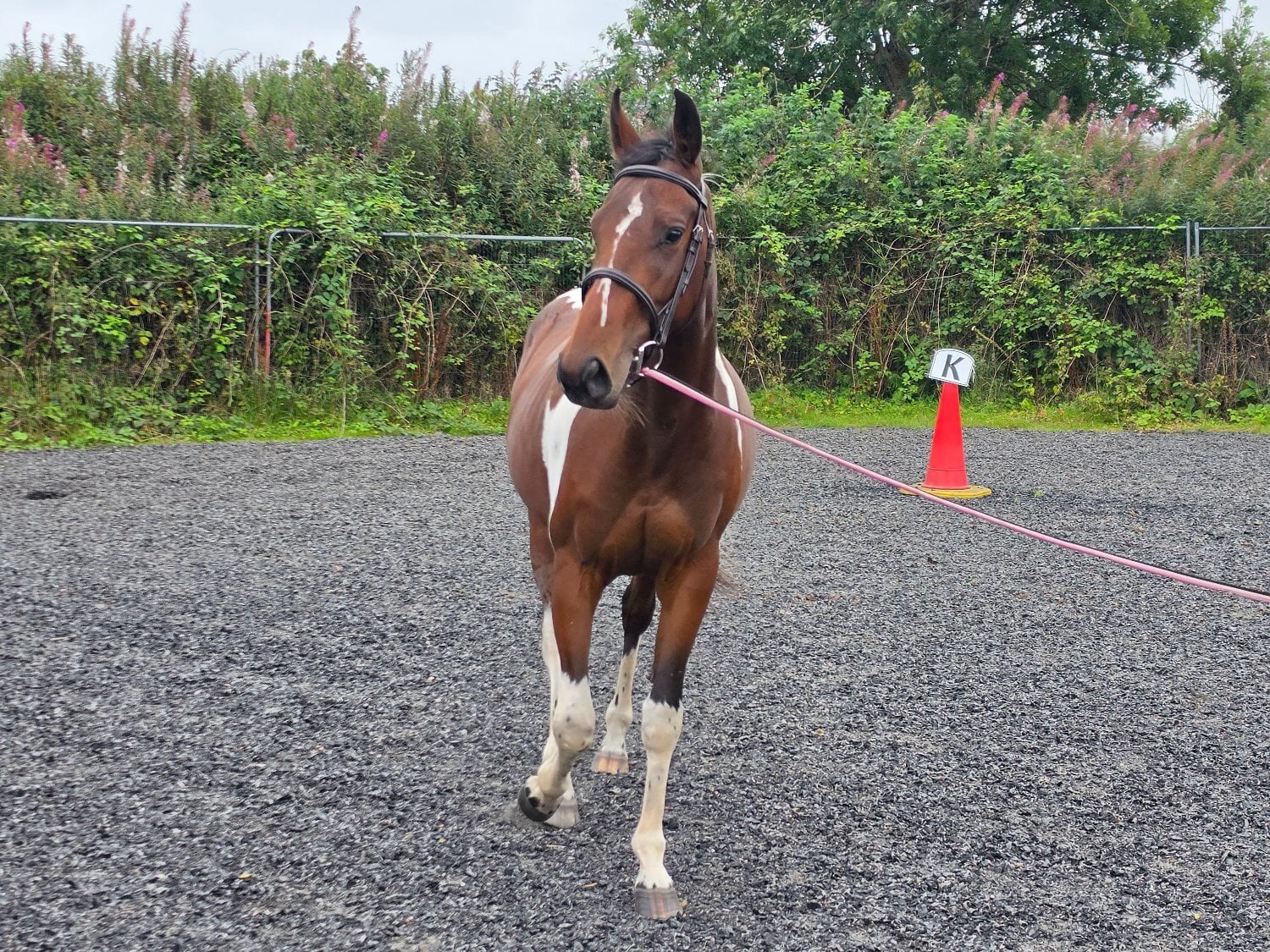 "Bella" Tri-Coloured Mare Coloured - Horses