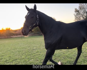 "MUSTAFA " Bay Gelding Ex Racehorse