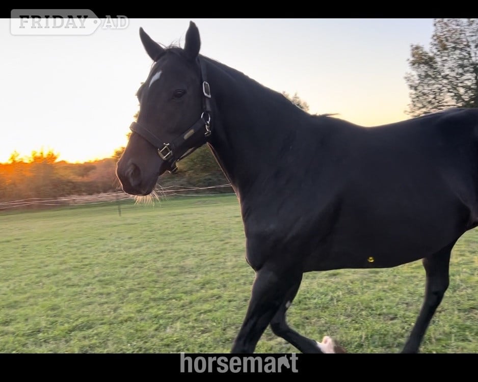 "MUSTAFA " Bay Gelding Ex Racehorse in Over Whitacre