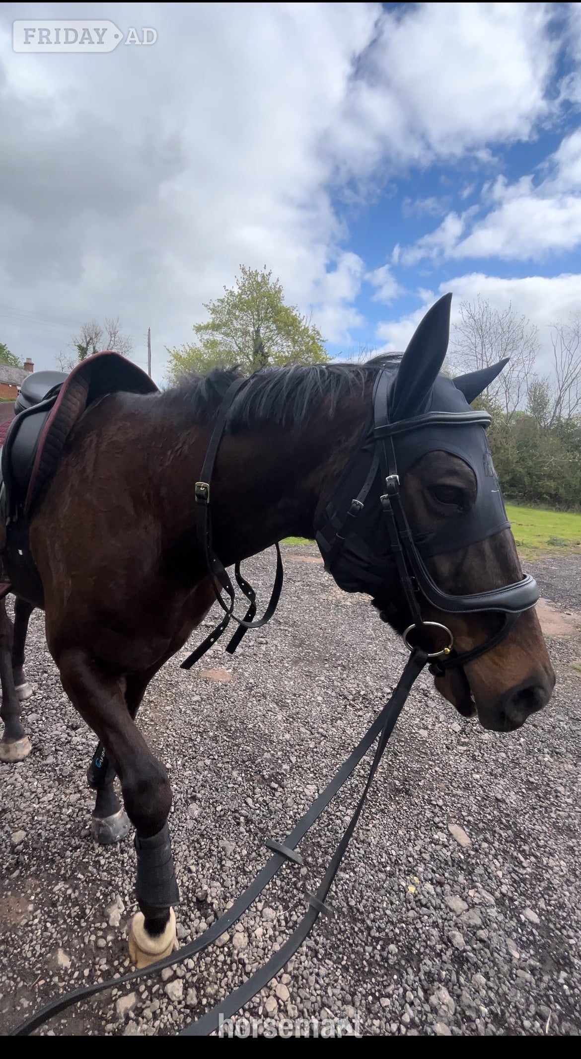 "MUSTAFA " Bay Gelding Ex Racehorse