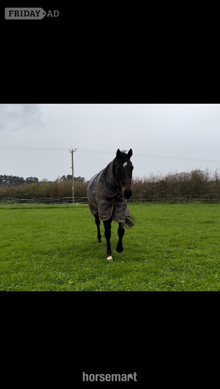 Over Whitacre "MUSTAFA " Bay Gelding Ex Racehorse