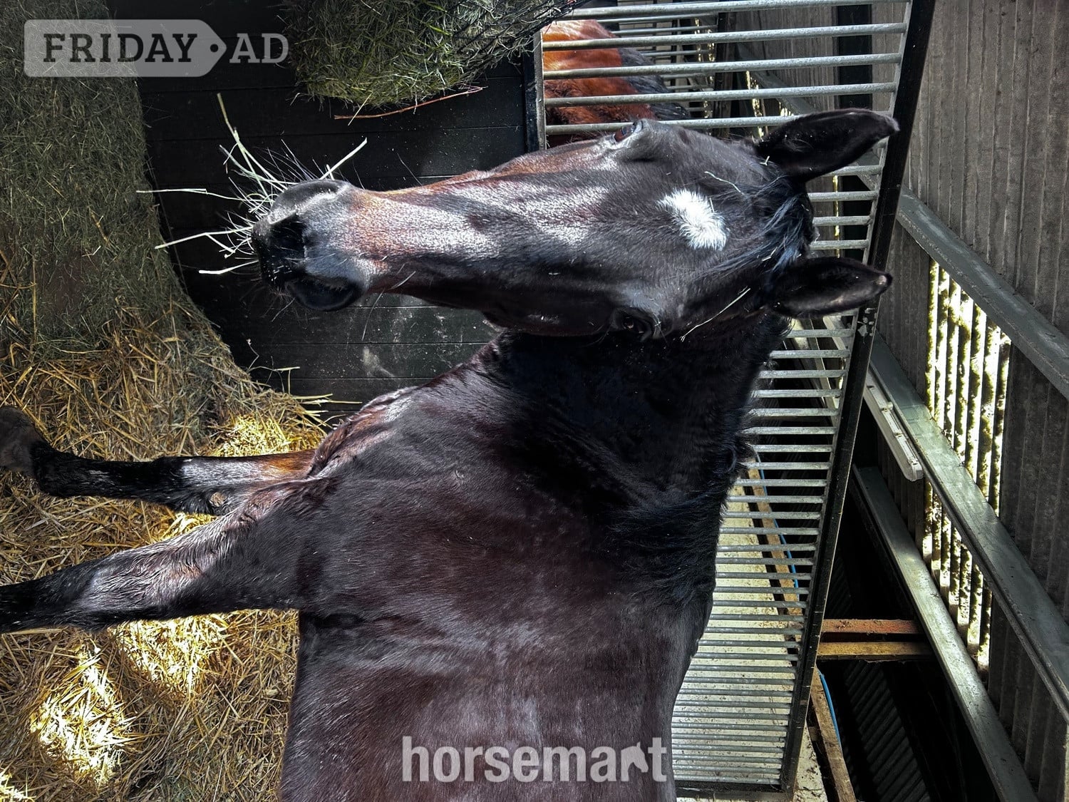 "MUSTAFA " Bay Gelding Ex Racehorse - Horses in Over Whitacre