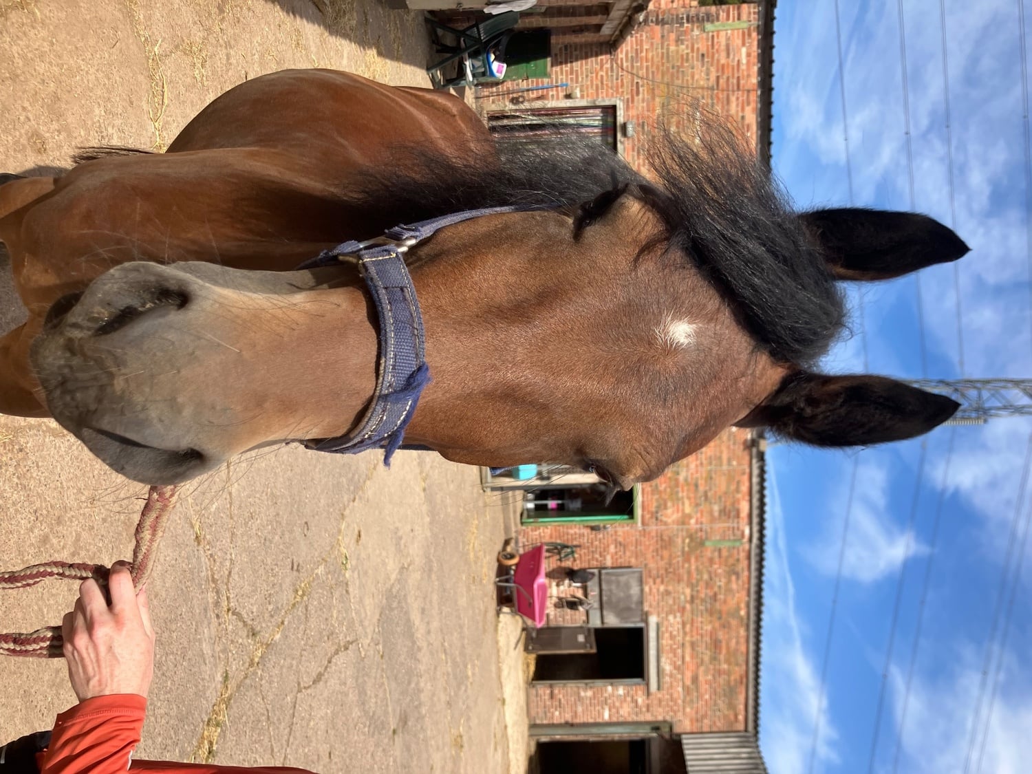 "Brenin" Bay Gelding All Rounder
