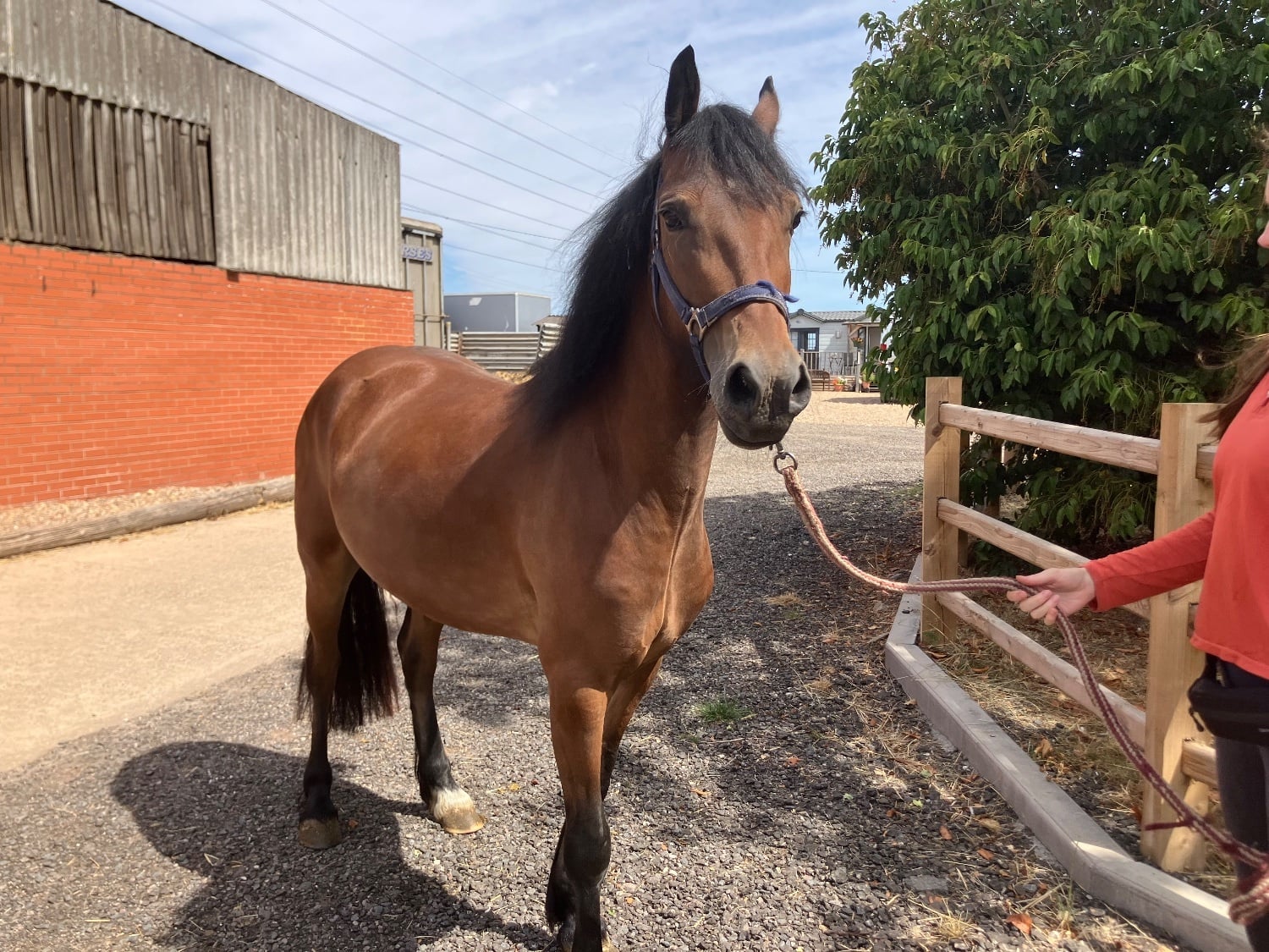 "Brenin" Bay Gelding All Rounder - Horses in Nottingham