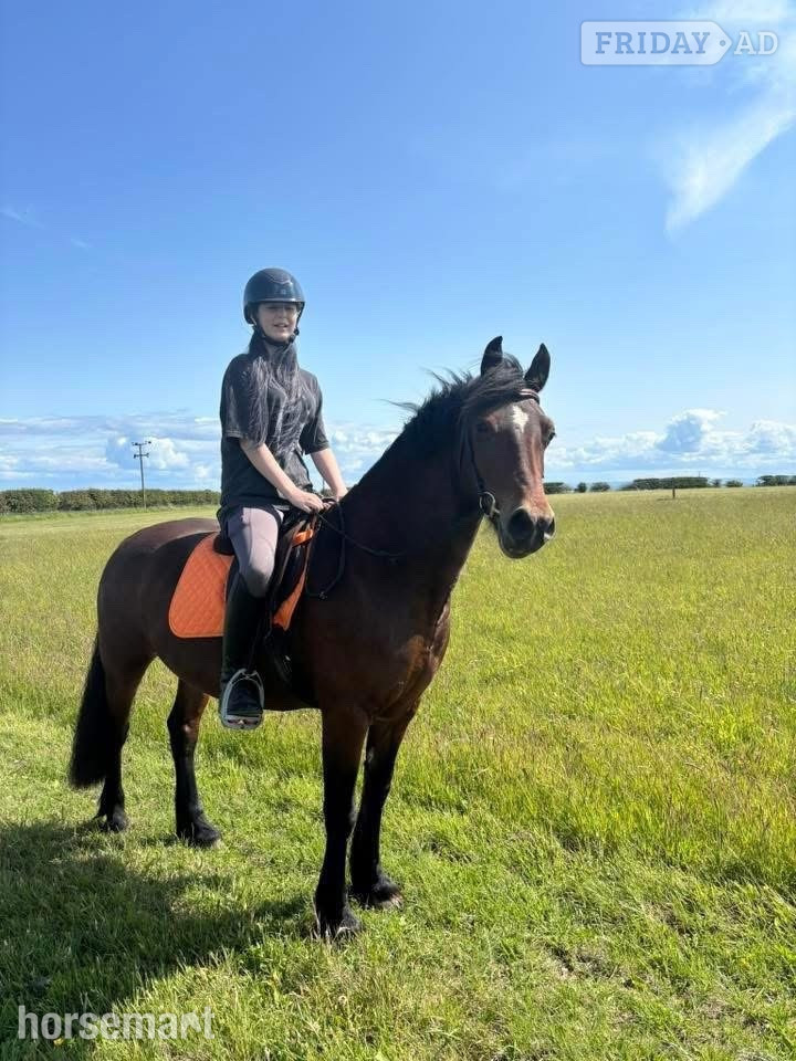 "Gwenllan branwen mai"  Mare All Rounder in Anstruther Easter