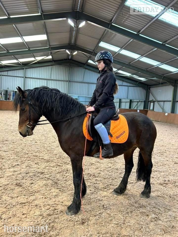"Gwenllan branwen mai"  Mare All Rounder