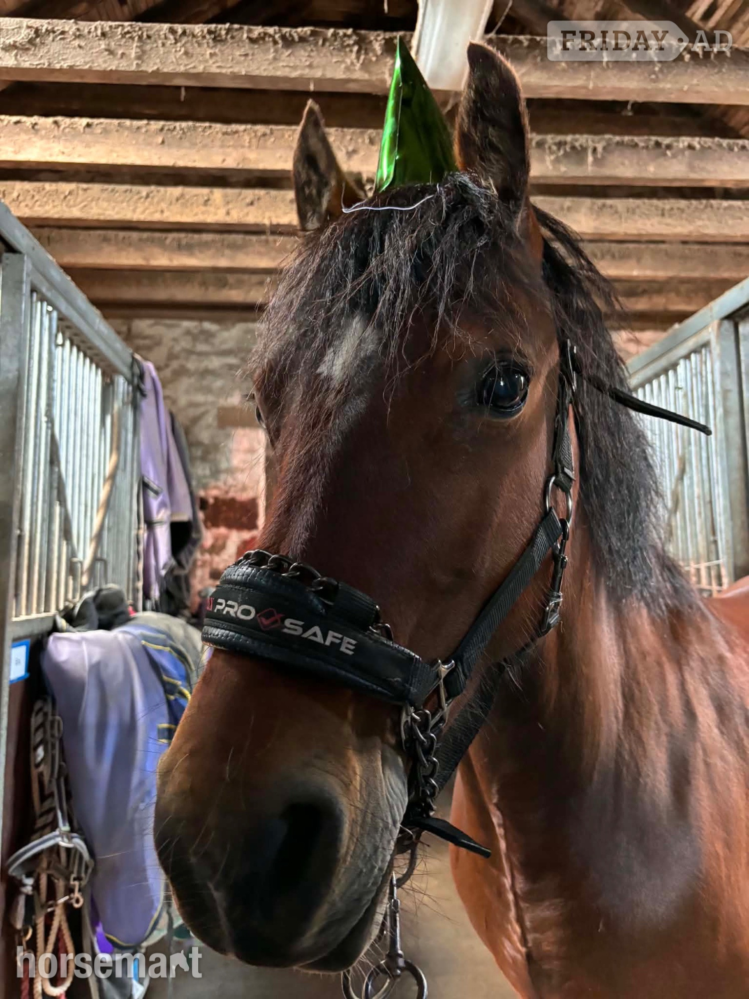 Anstruther Easter "Gwenllan branwen mai"  Mare All Rounder