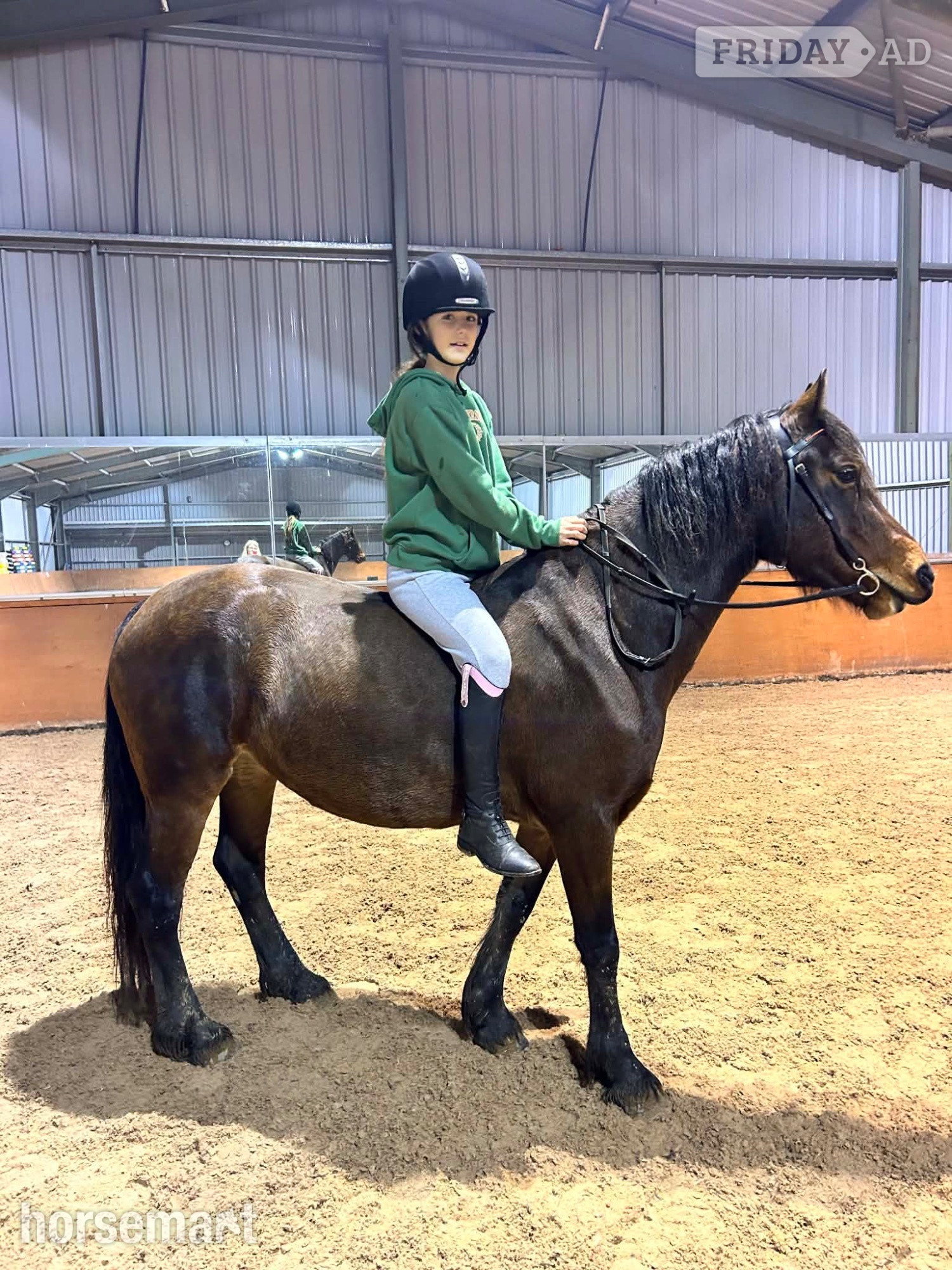 "Gwenllan branwen mai"  Mare All Rounder - Horses in Anstruther Easter