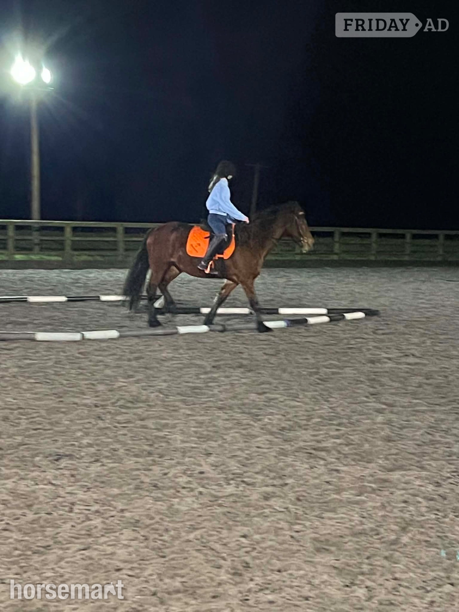 "Gwenllan branwen mai"  Mare All Rounder - Horses