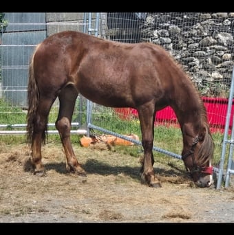 "Dyffryn Cothi ionawr" Chestnut Filly Youngstock / Foal