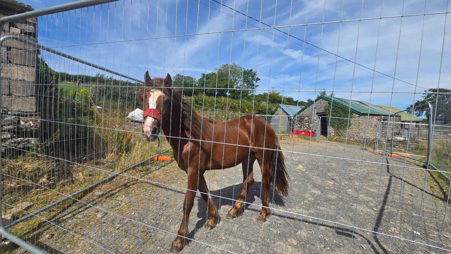 Carmarthen "Dyffryn Cothi ionawr" Chestnut Filly Youngstock / Foal