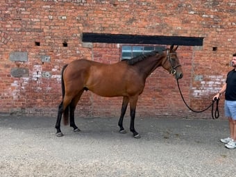 "George " Bay Gelding All Rounder