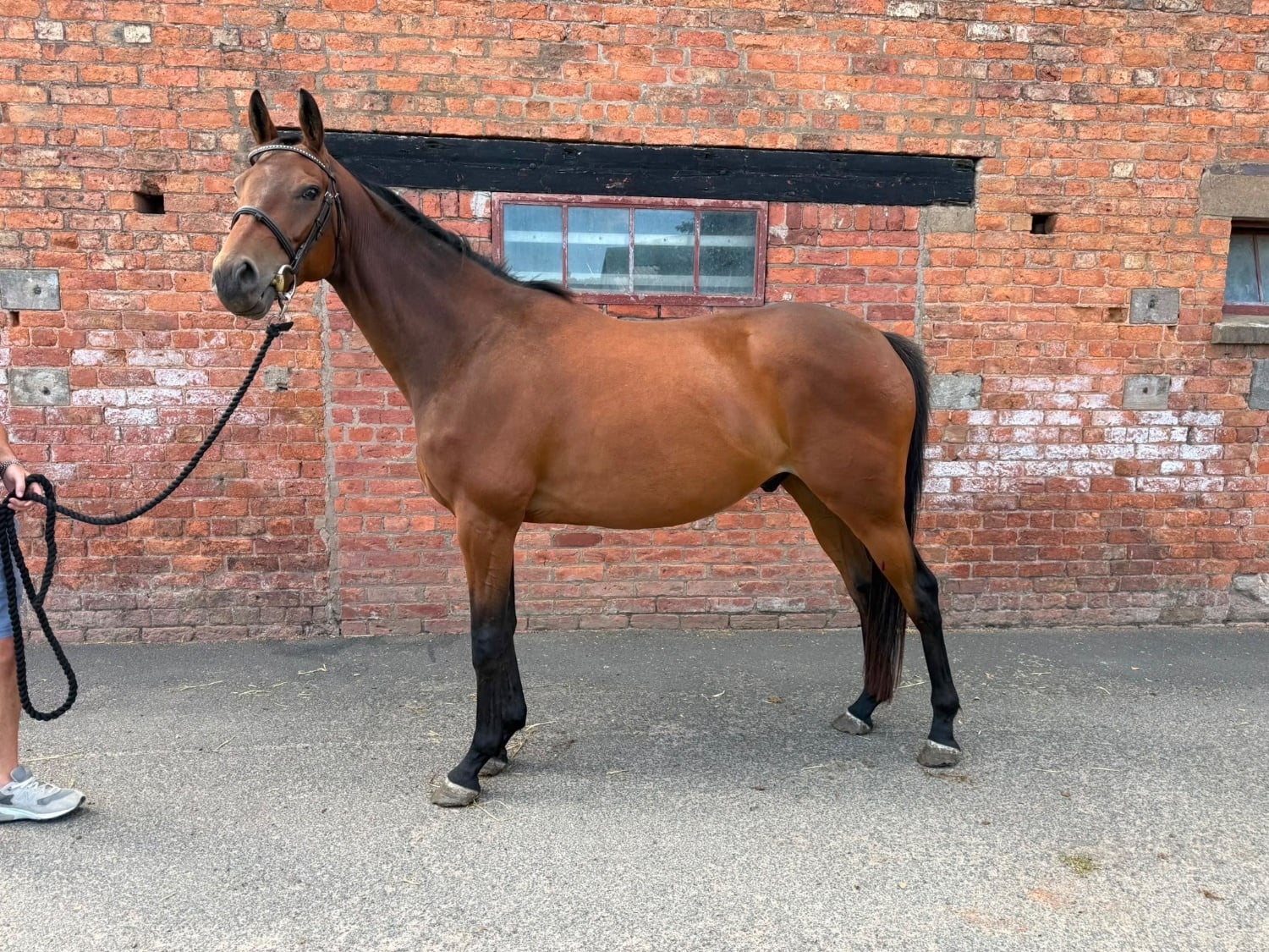 "George " Bay Gelding All Rounder