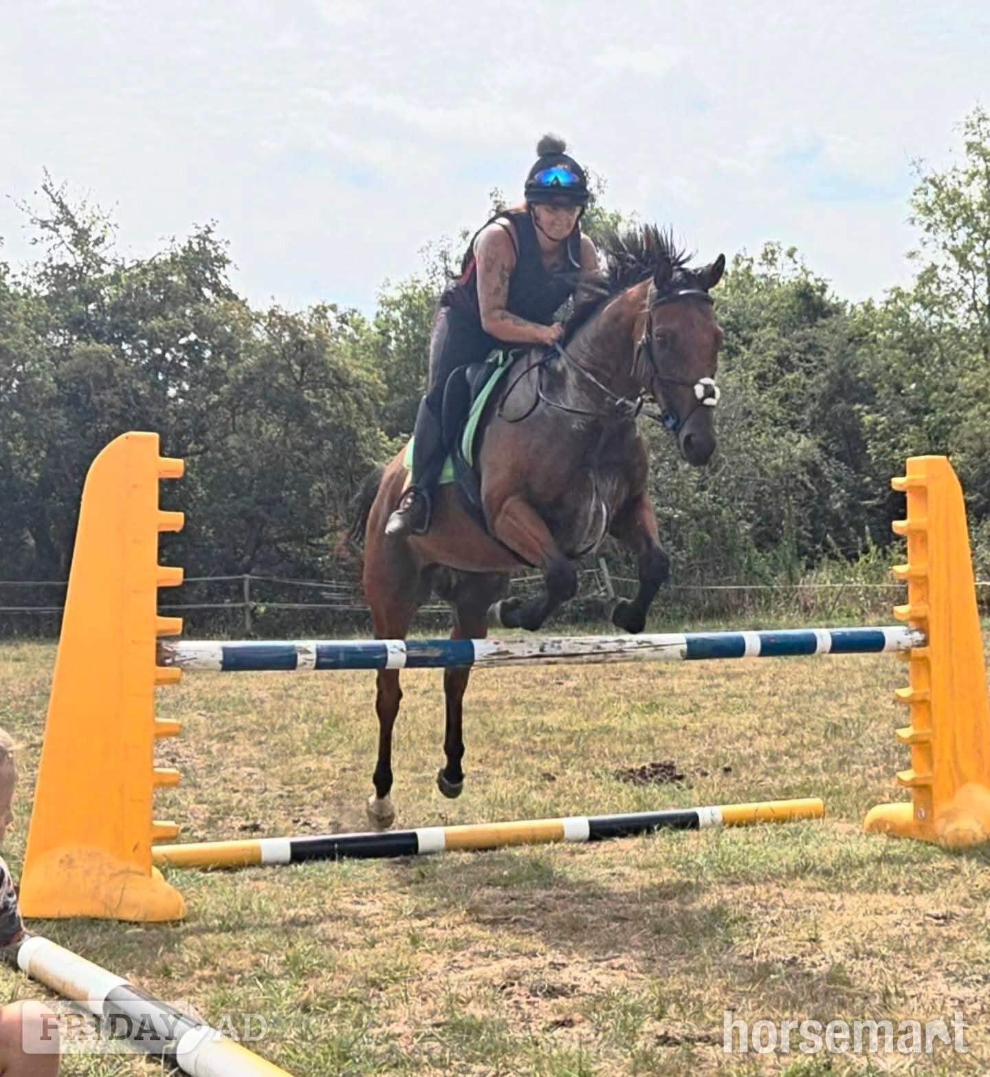"Stuie" Bay Gelding Ex Racehorse in Swindon