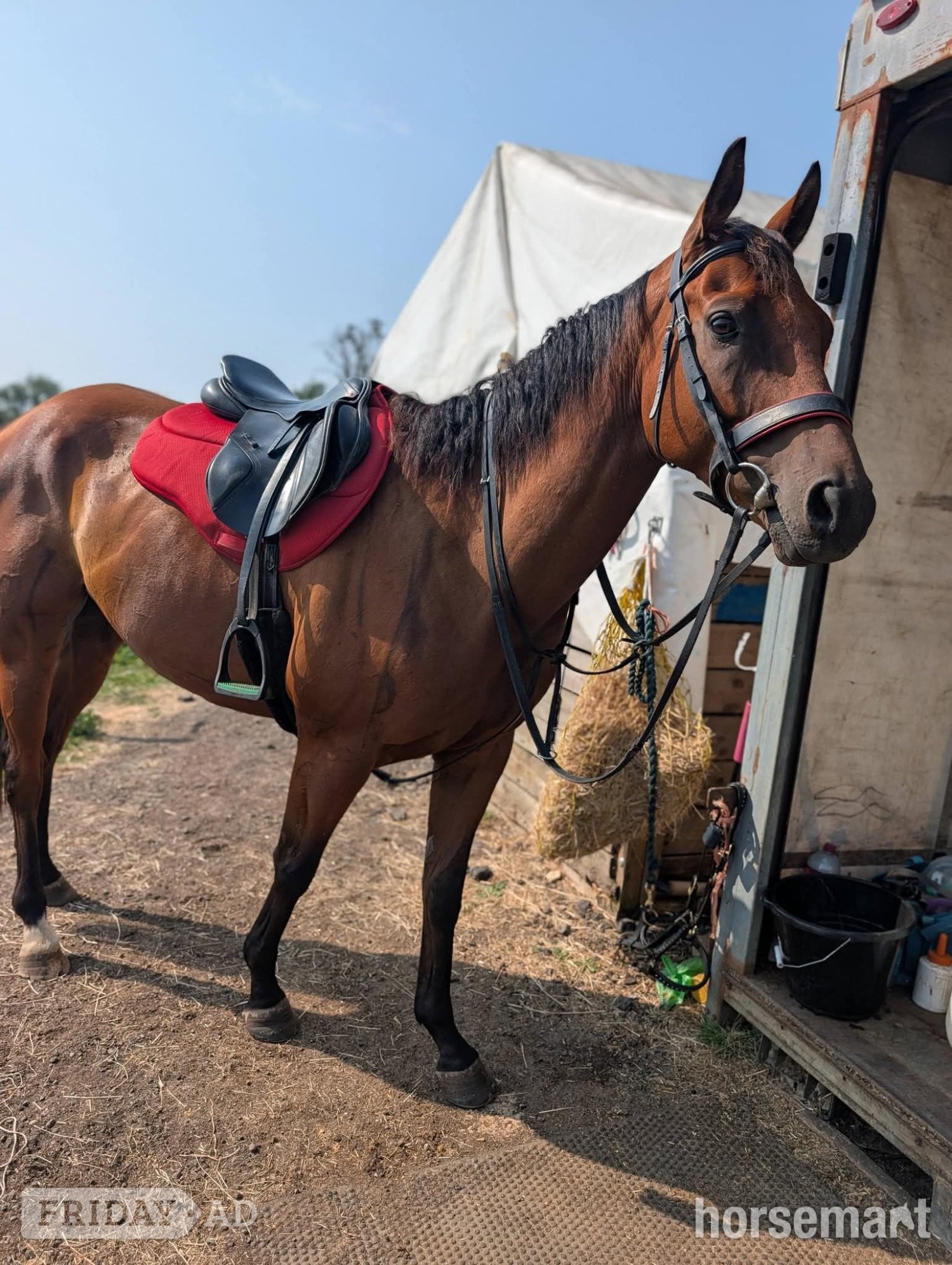 "Stuie" Bay Gelding Ex Racehorse