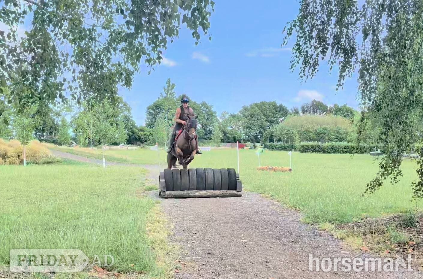 Swindon "Stuie" Bay Gelding Ex Racehorse