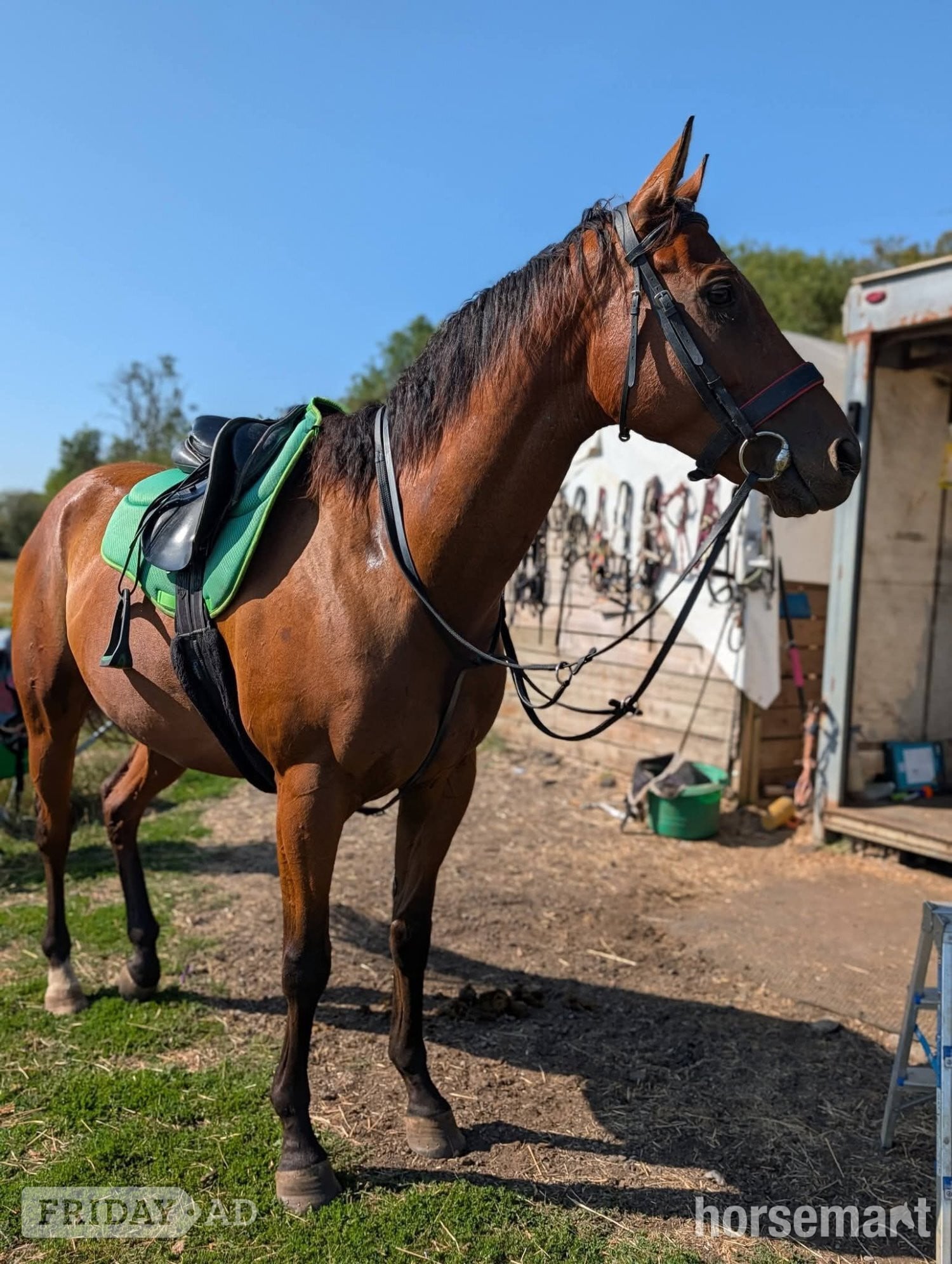 "Stuie" Bay Gelding Ex Racehorse - Horses in Swindon