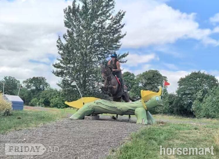 "Stuie" Bay Gelding Ex Racehorse - Horses