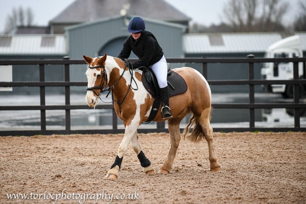 "Drumatee Twix (Pony Club)" Skewbald Gelding Cob/Heavy Horse