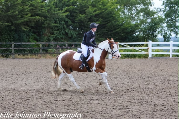 Carrickfergus "Drumatee Twix (Pony Club)" Skewbald Gelding Cob/Heavy Horse