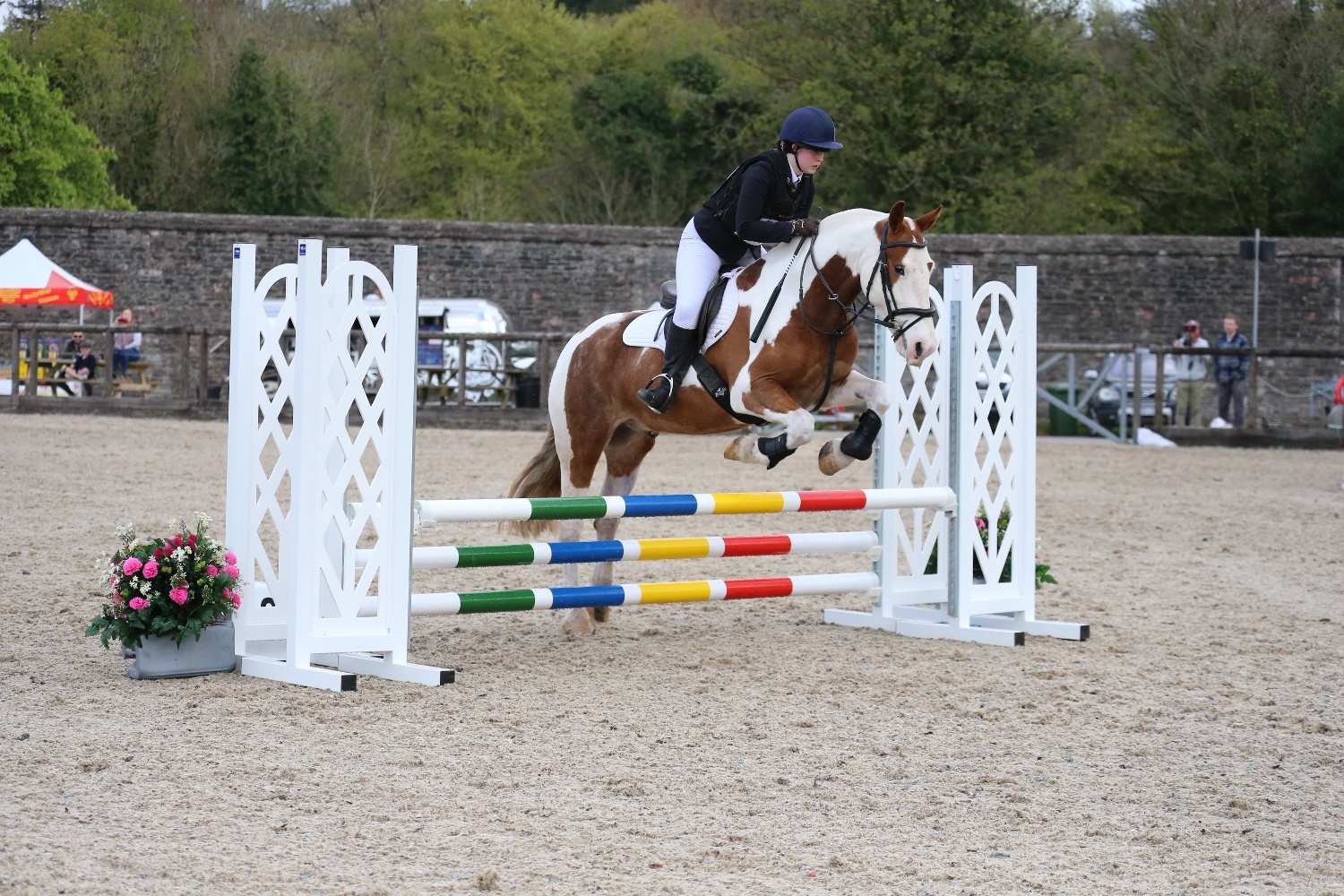 "Drumatee Twix (Pony Club)" Skewbald Gelding Cob/Heavy Horse - Horses in Carrickfergus
