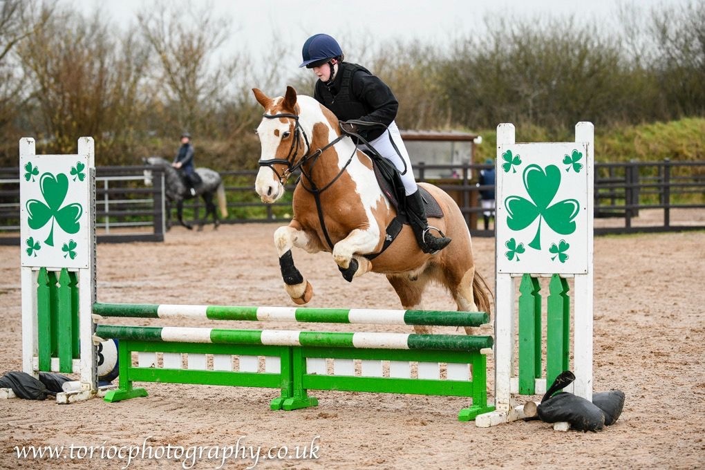 "Drumatee Twix (Pony Club)" Skewbald Gelding Cob/Heavy Horse - Horses