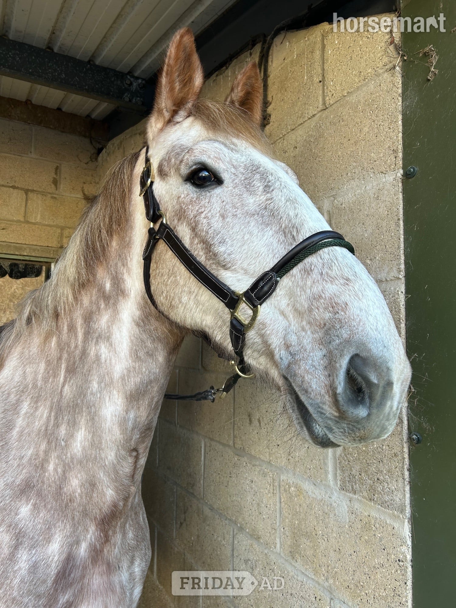 "Ronnie" Strawberry Roan Gelding Happy Hacker in Bury St. Edmunds