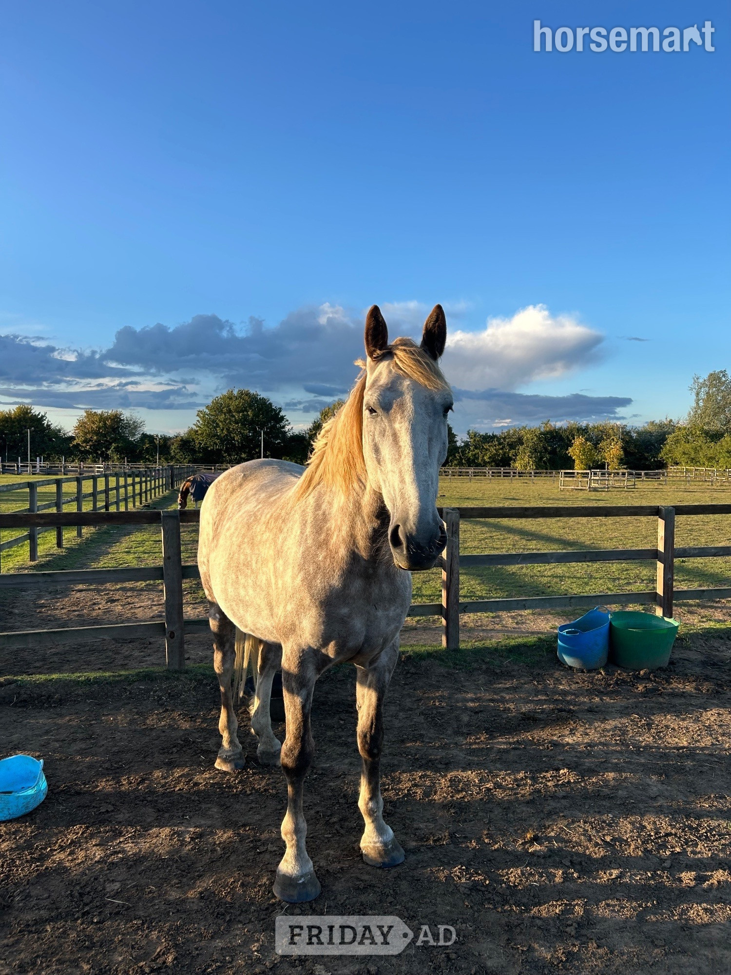 Bury St. Edmunds "Ronnie" Strawberry Roan Gelding Happy Hacker