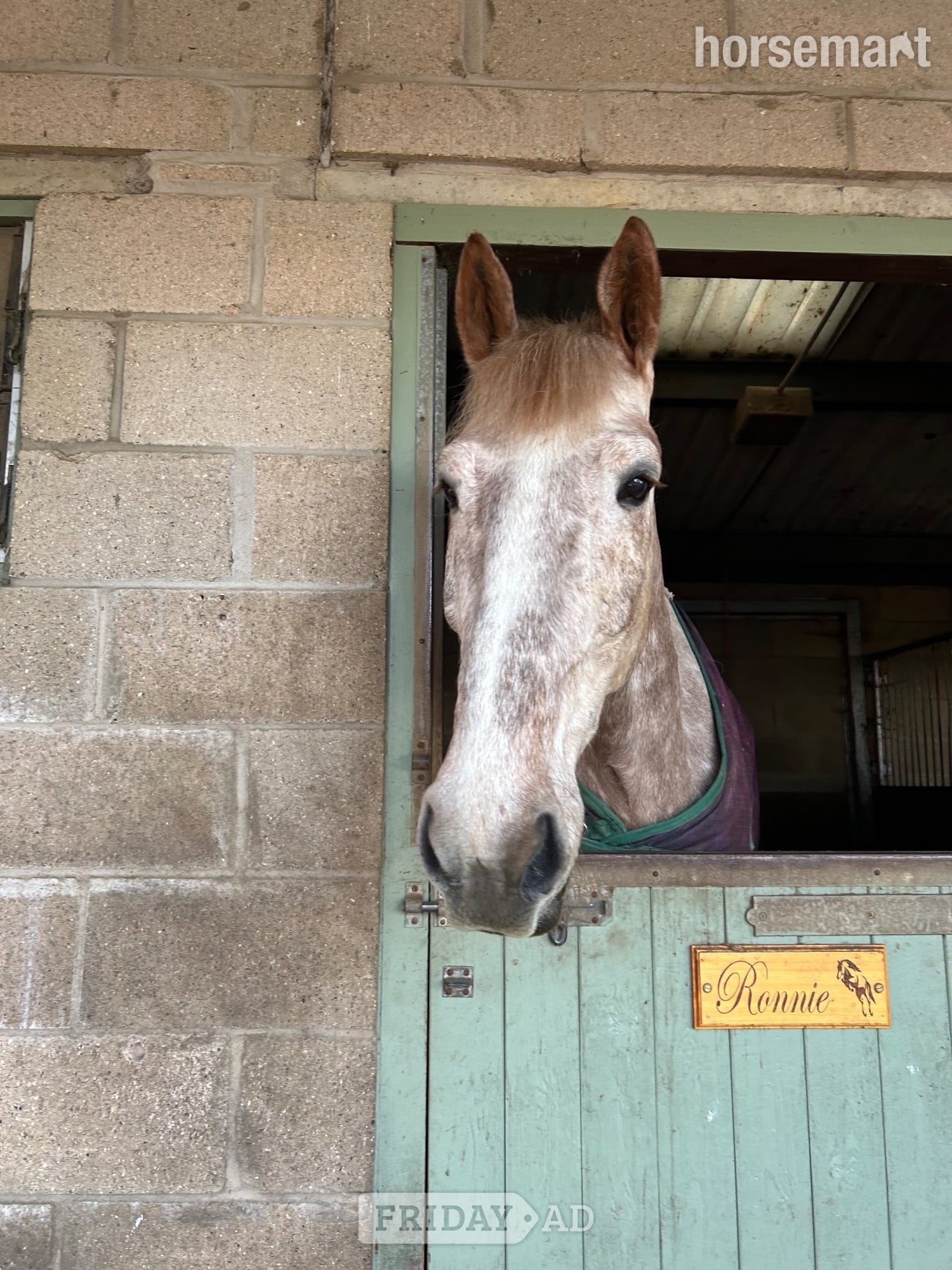 "Ronnie" Strawberry Roan Gelding Happy Hacker - Horses in Bury St. Edmunds