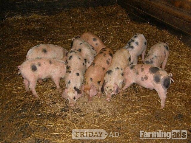 GLOUCESTERSHIRE OLD SPOTS X DUROC WEANERS 