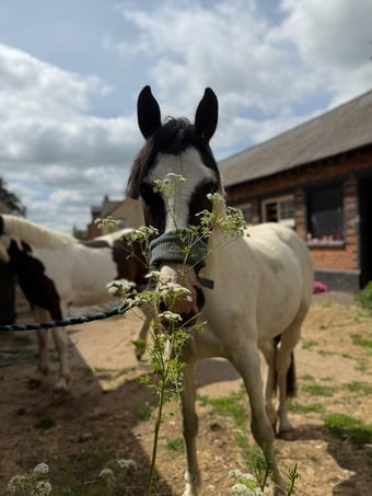 "Nobby " Piebald Gelding All Rounder