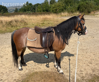 "Beros Lotus Blossom " Bay Mare Mountain & Moorland Pony