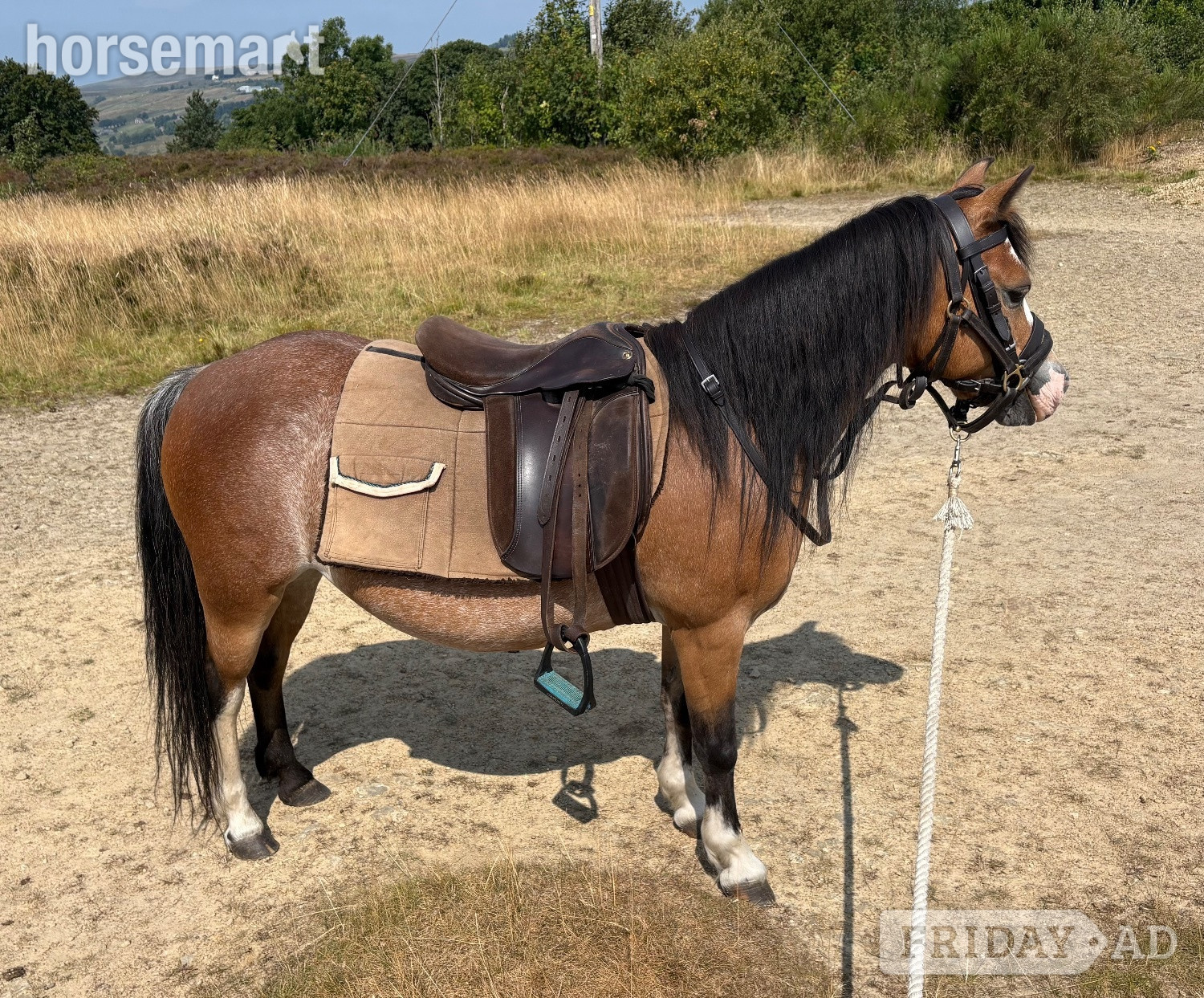 "Beros Lotus Blossom " Bay Mare Mountain & Moorland Pony in Haworth