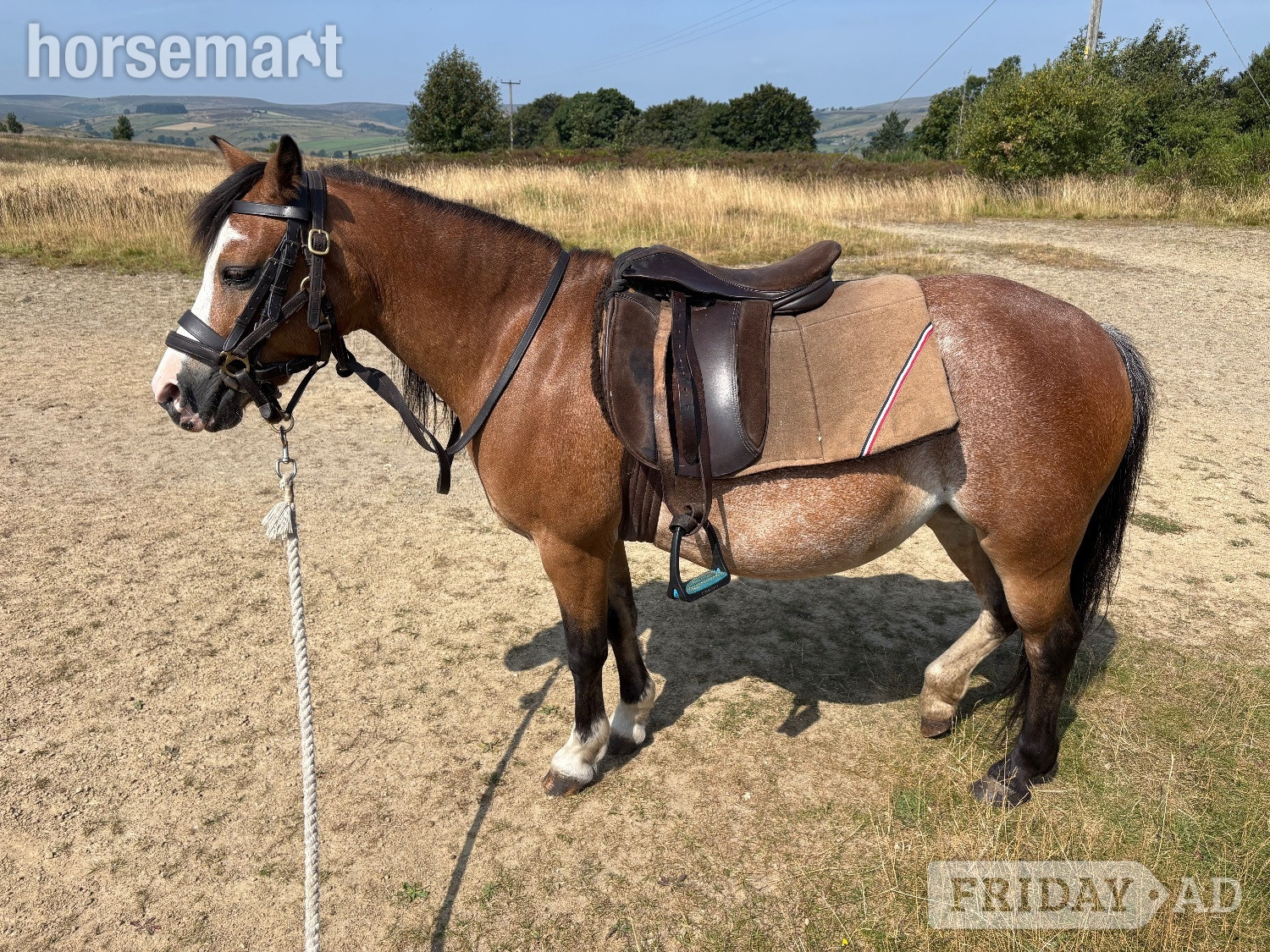 "Beros Lotus Blossom " Bay Mare Mountain & Moorland Pony