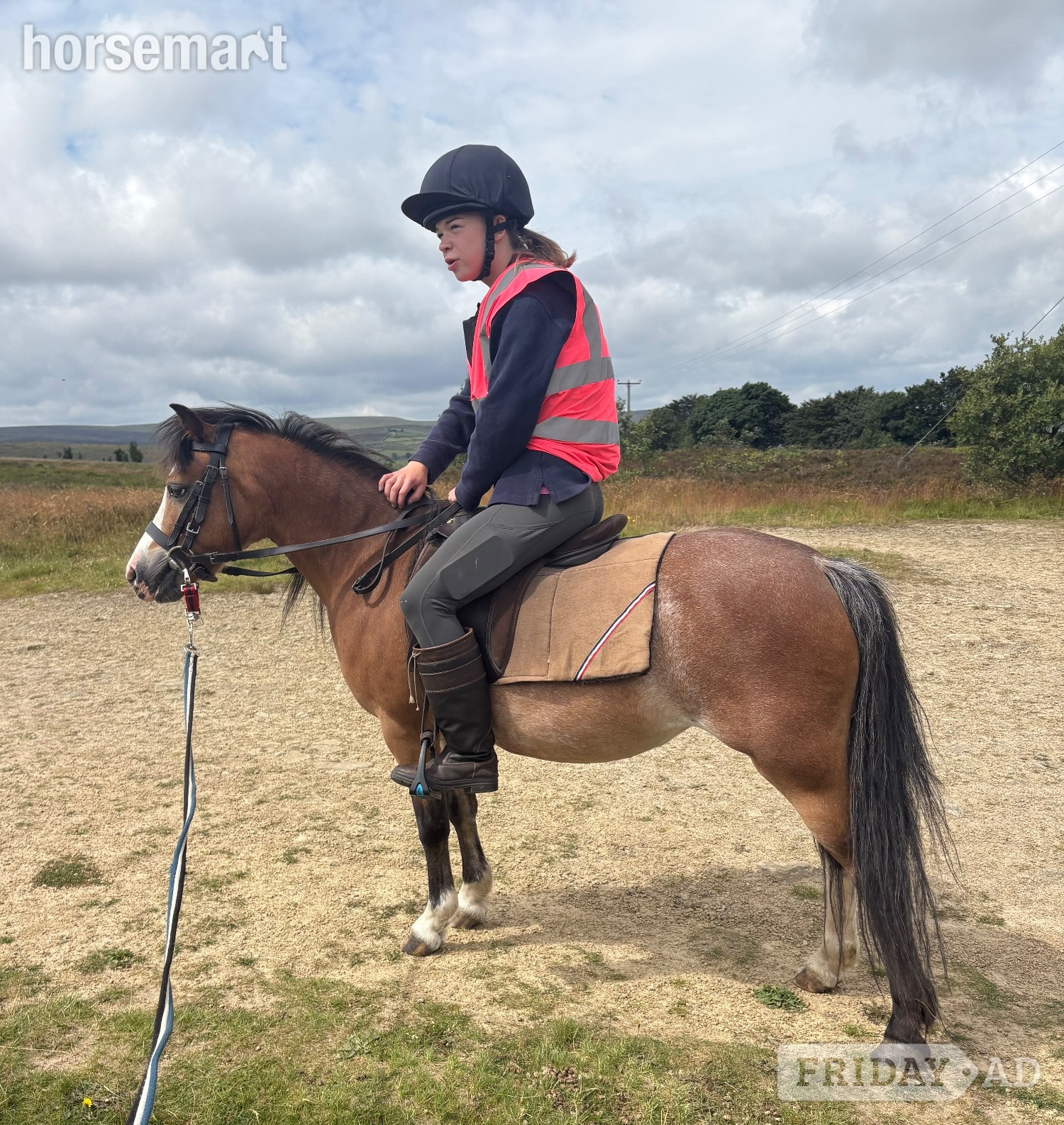 Haworth "Beros Lotus Blossom " Bay Mare Mountain & Moorland Pony