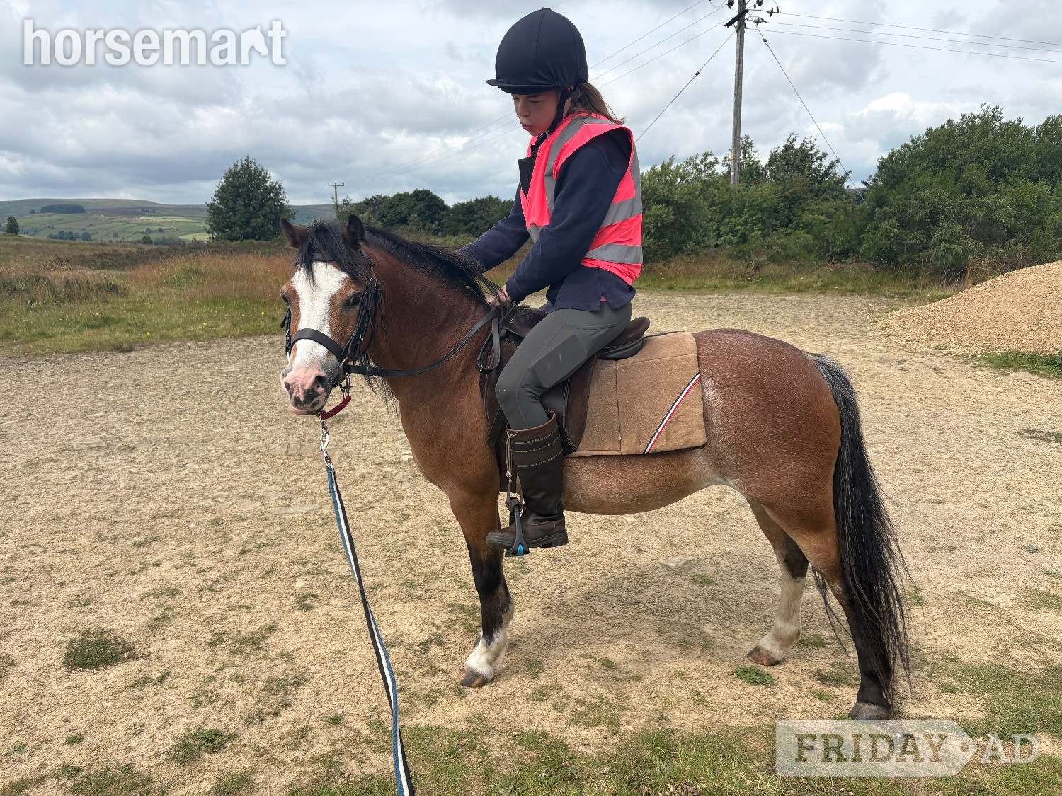 "Beros Lotus Blossom " Bay Mare Mountain & Moorland Pony - Horses in Haworth
