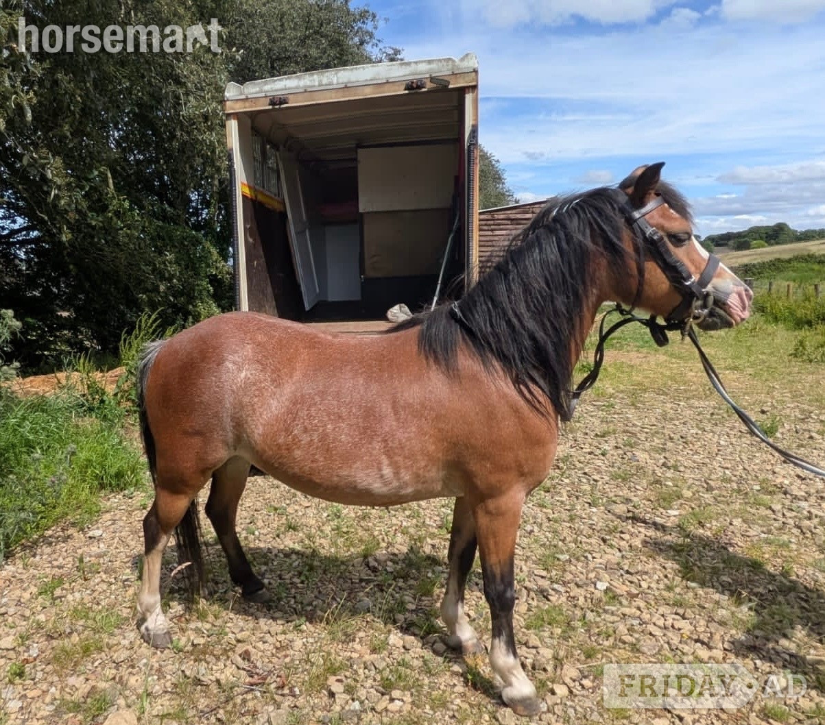 "Beros Lotus Blossom " Bay Mare Mountain & Moorland Pony - Horses