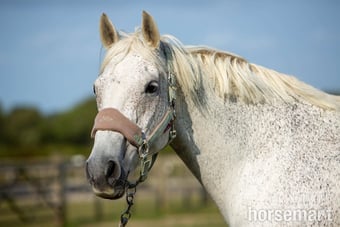 "Pie" Grey Mare Dressage Horse
