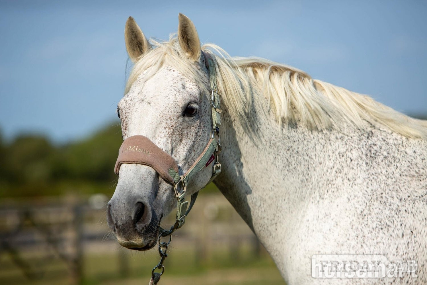 "Pie" Grey Mare Dressage Horse in Smarden