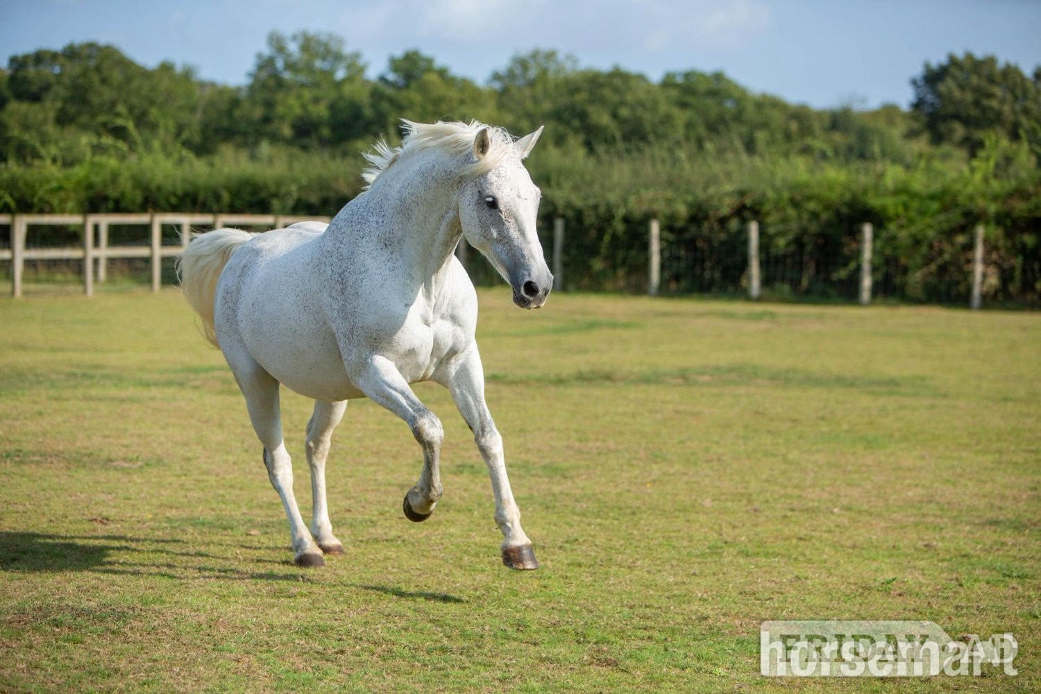 "Pie" Grey Mare Dressage Horse