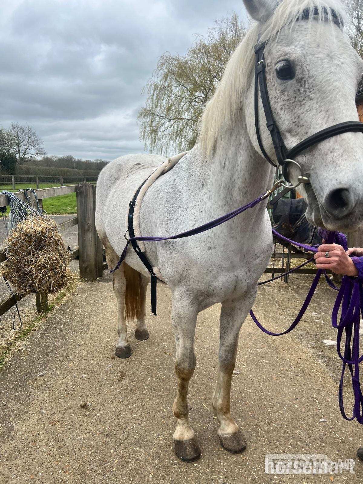 Smarden "Pie" Grey Mare Dressage Horse