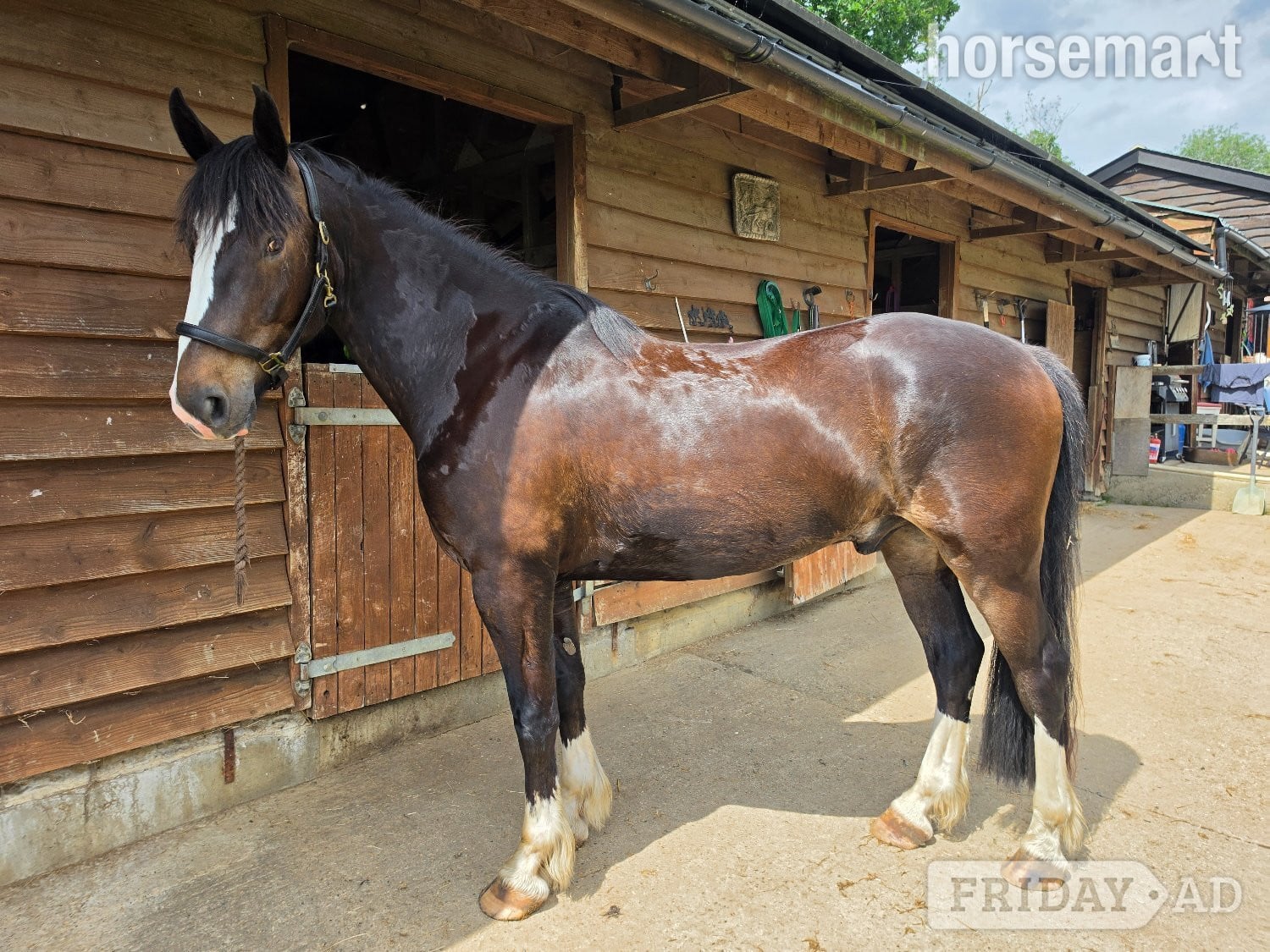 "Jones" Dark Bay Gelding All Rounder in Kings Langley