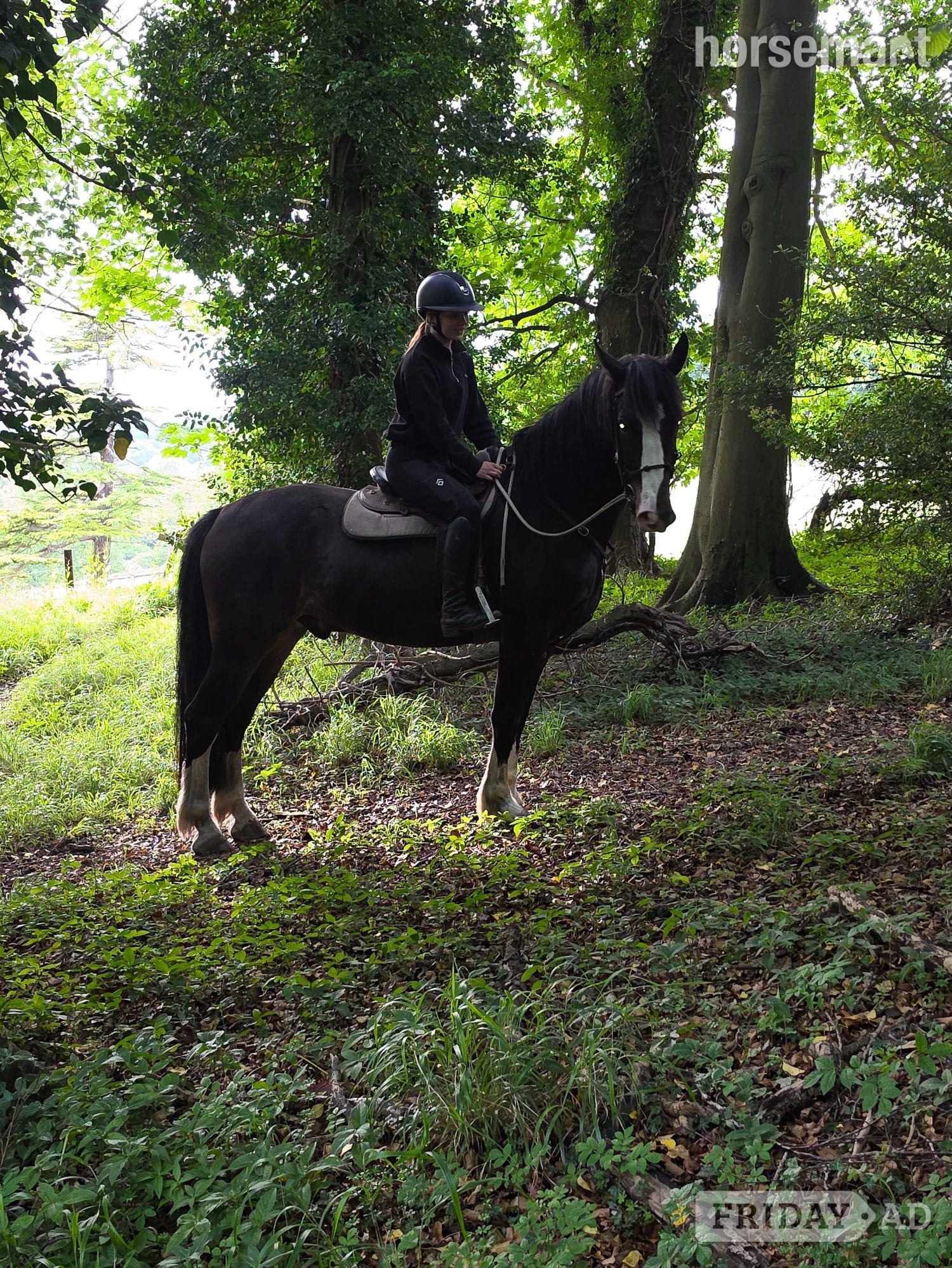 "Jones" Dark Bay Gelding All Rounder