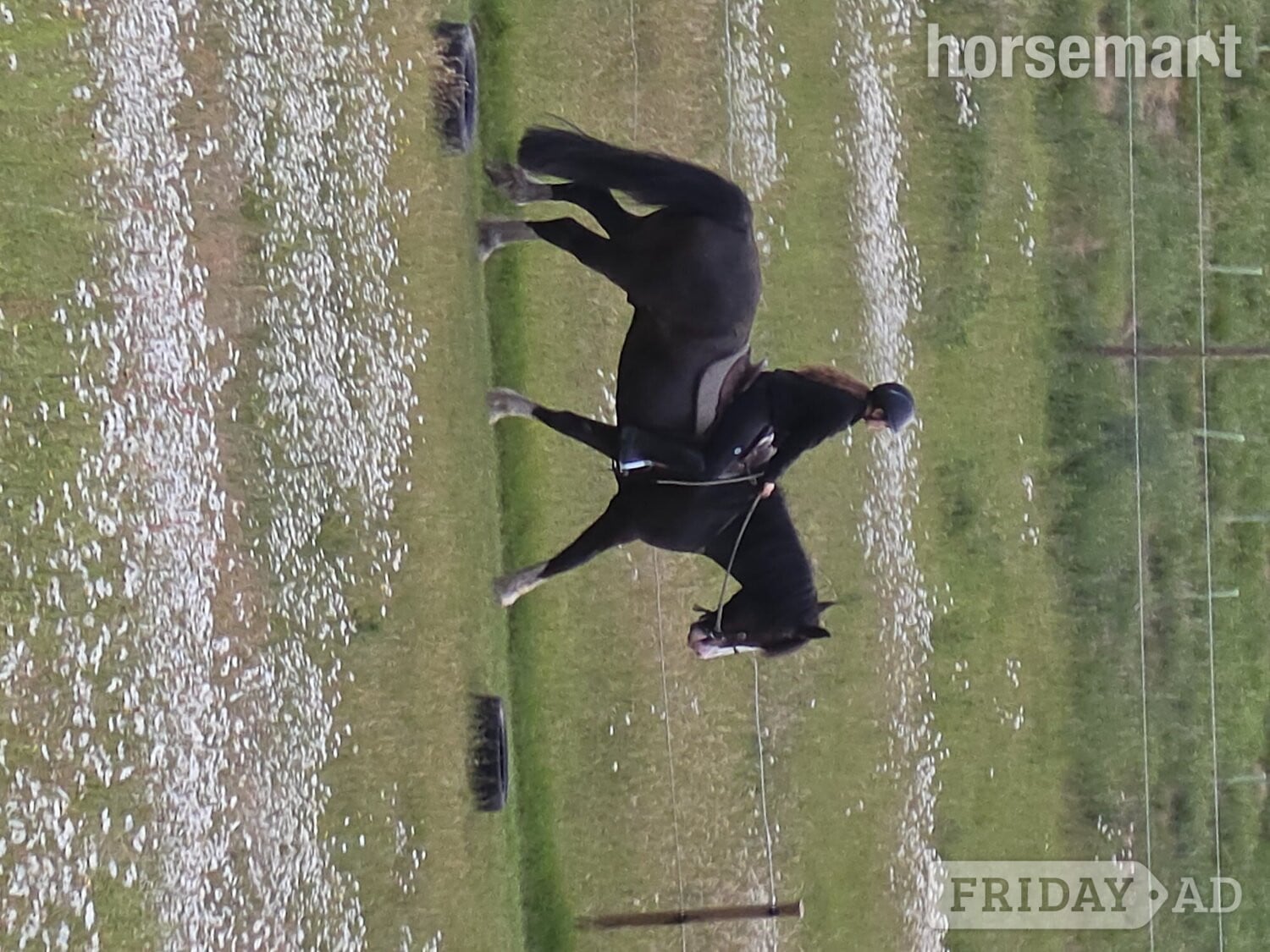 Kings Langley "Jones" Dark Bay Gelding All Rounder