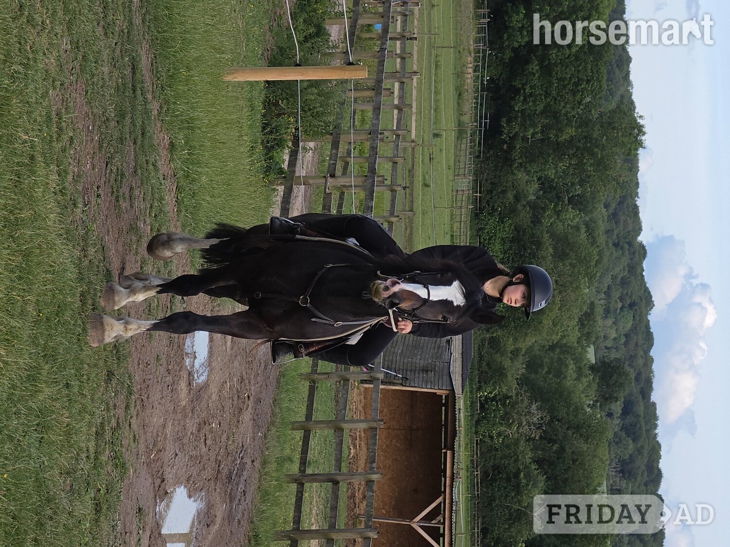 "Jones" Dark Bay Gelding All Rounder - Horses in Kings Langley