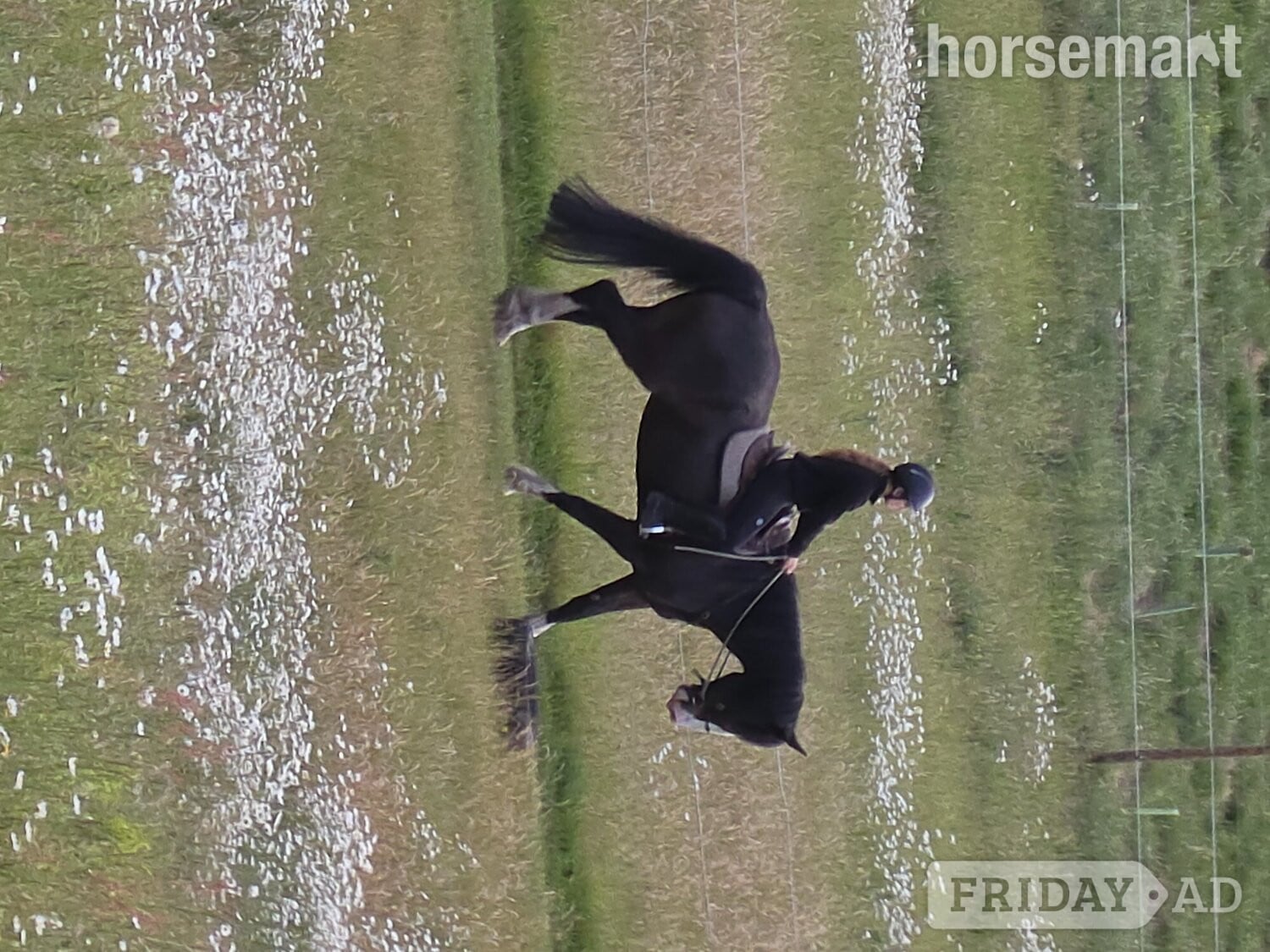 "Jones" Dark Bay Gelding All Rounder - Horses